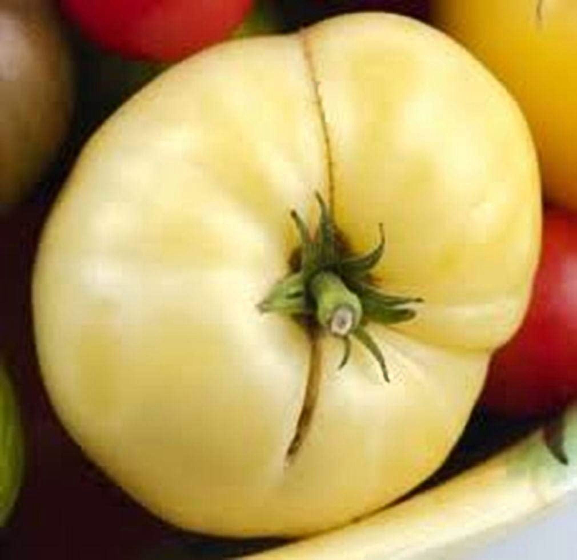Tomato Great White Great Heirloom Garden Vegetable by Seed Kingdom 1 Lb Seeds