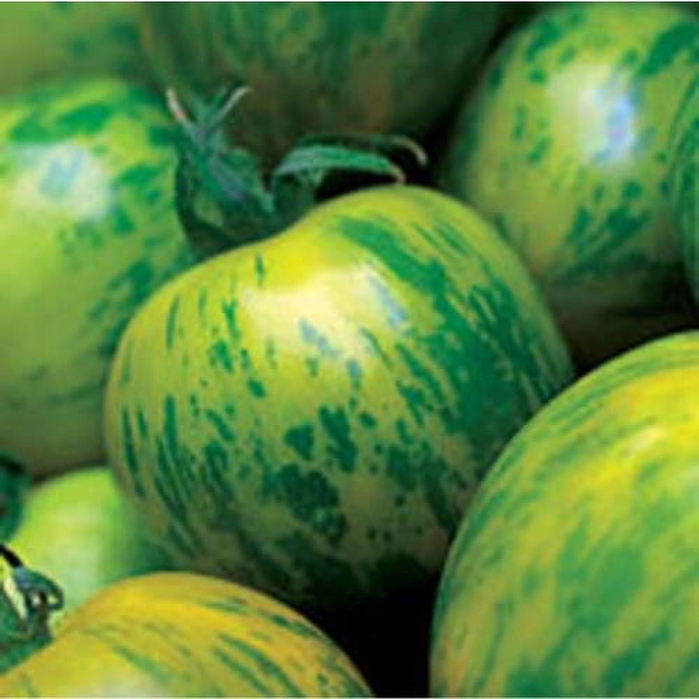 Tomato Green Zebra Great Heirloom Garden Vegetable by Seed Kingdom Bulk 1/4 Lb Seed