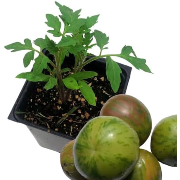 Tomato, Green Zebra (Solanum lycopersicum) Organic Plant in 2.5-inch Pot by Smoke Camp Crafts - Open-Pollinated Heirloom Tomato