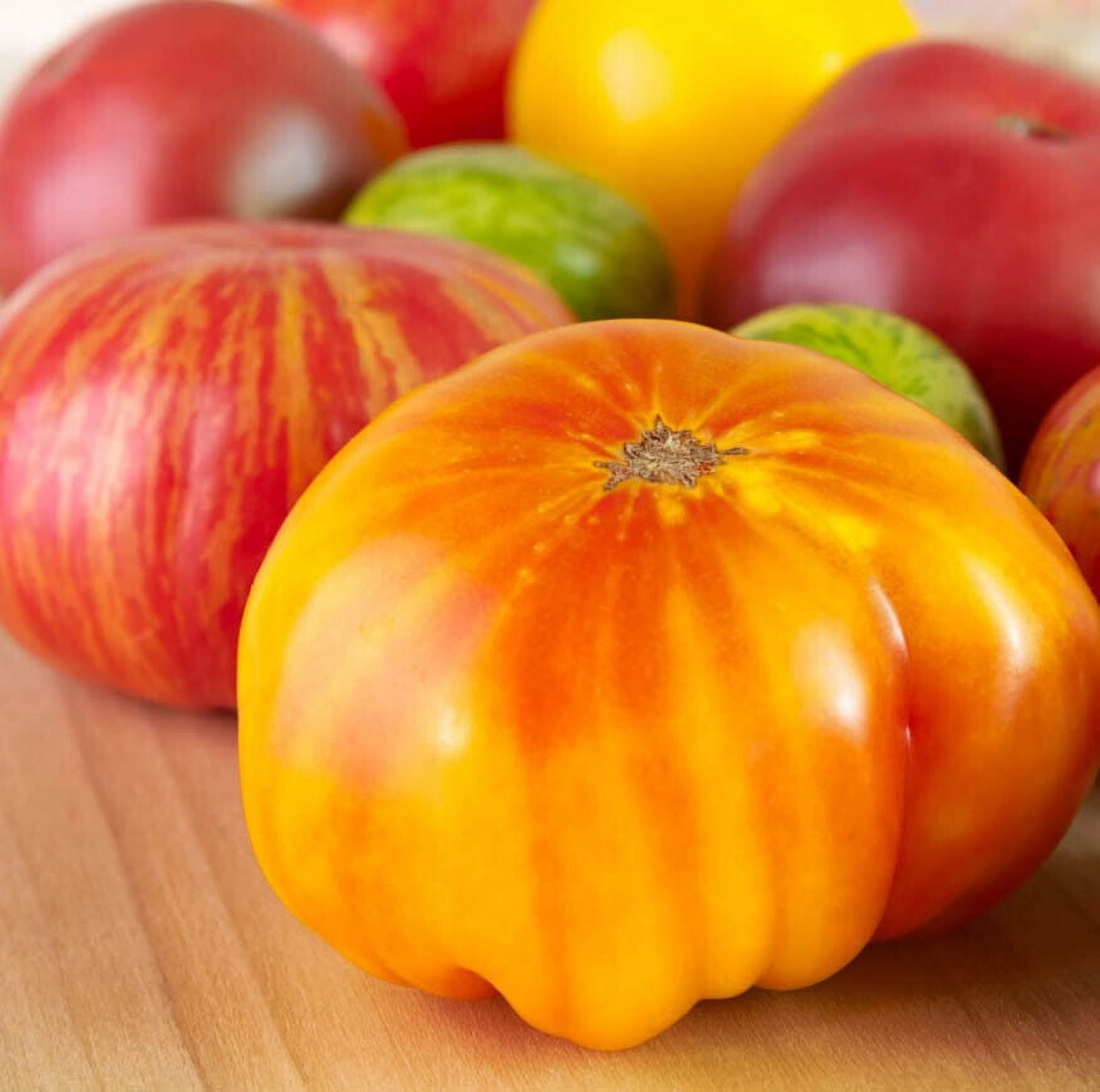 Tomato HILLBILLY Potato Leaf Indeterminate Heirloom Beefsteak NonGMO