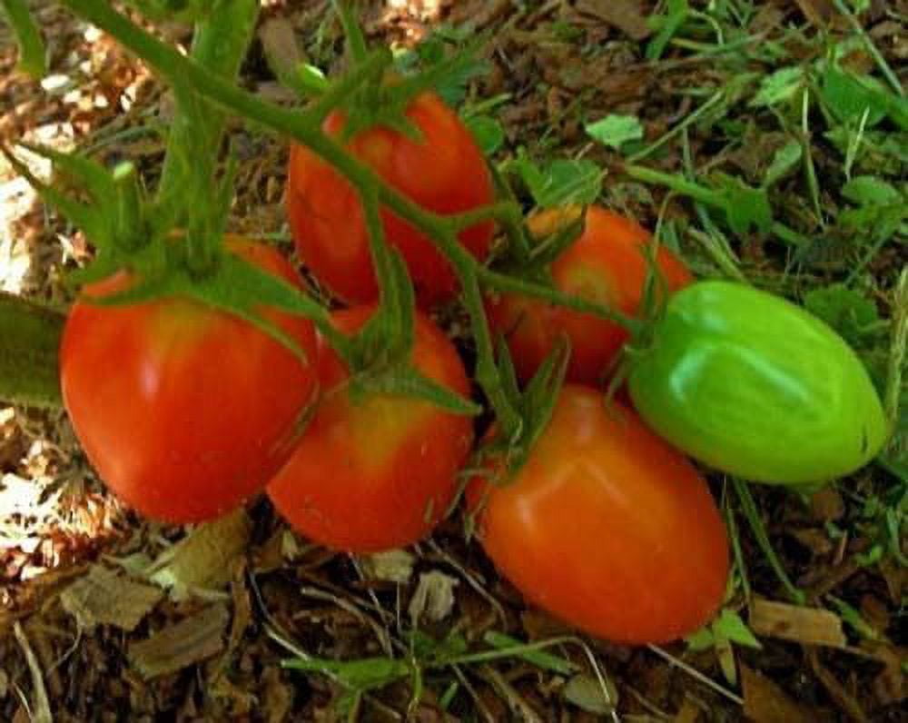 Tomato Juliet Hybrid Great Garden Vegetable 15 Seeds