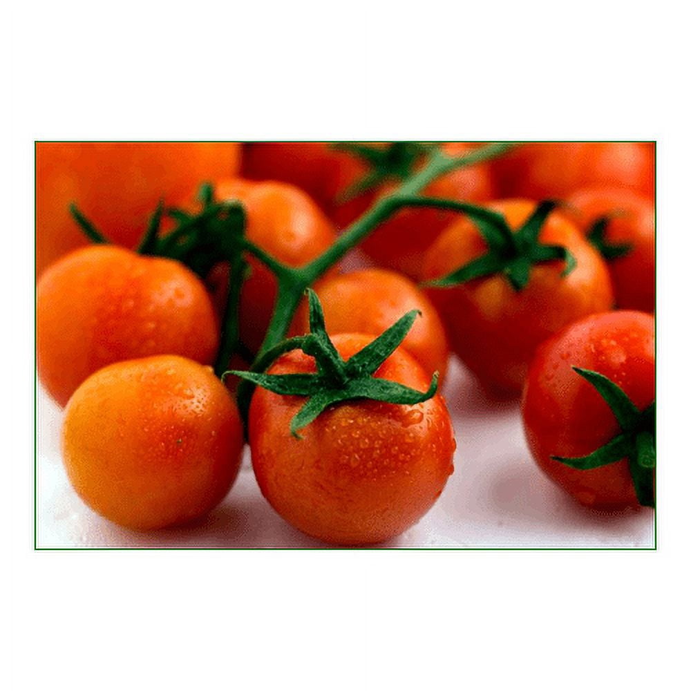 Tomato Large Cherry Basket Pack Garden Heirloom Vegetable BULK 1 Lb Seeds