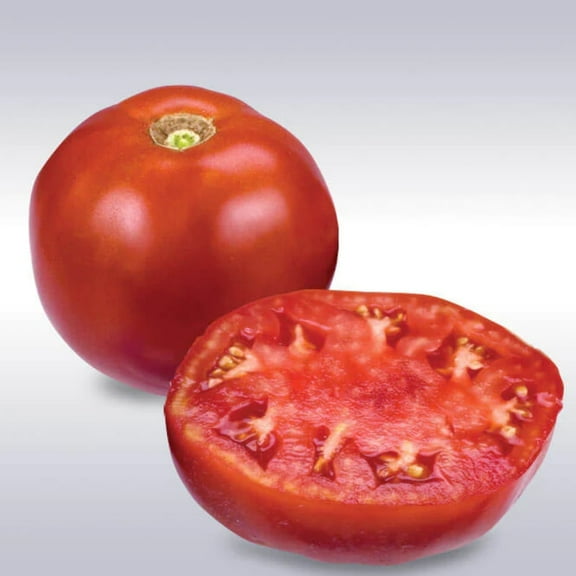 Harris Seeds - Tomato Moreton Hybrid F1 Seeds - Large Fruits - 1,000 Seeds