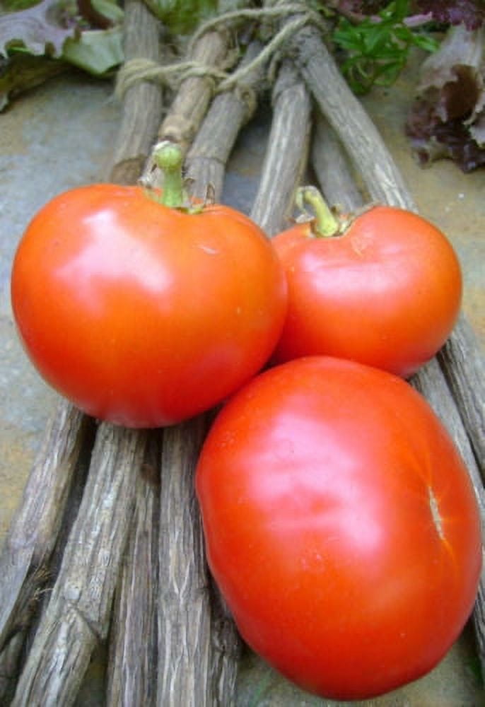 Tomato Oregon Spring Great Heirloom Garden Vegetable by Seed Kingdom Bulk 1 OZ Seeds