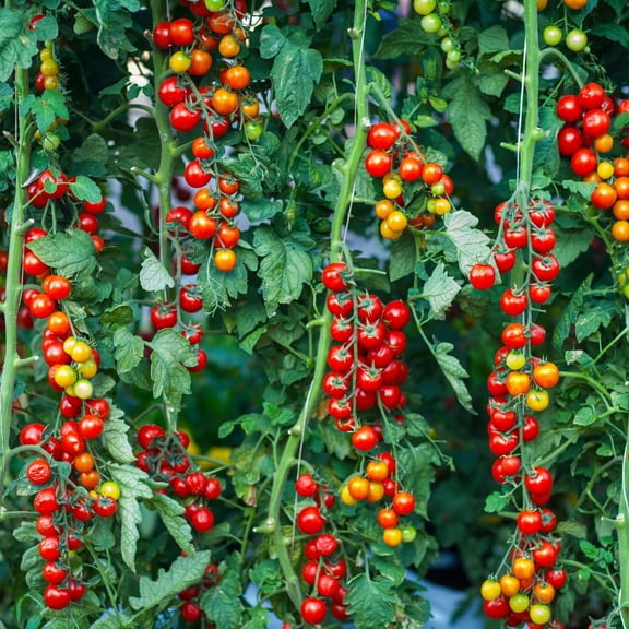 Tomato Plant Live for Planting, Cherry Red Tomato Plant Live, 8 - 10 Inc Tall, Well Rooted 4 Inc Pot, Sweet Tomatos, Trailing Vine for Outdoor Garden
