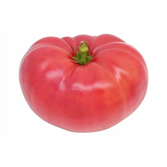 Tomato Ponderosa Pink Great Heirloom Garden Vegetable by Seed Kingdom Bulk 1/4 Lb Seeds