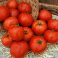 thumbnail image 1 of Tomato Red Morning F1 Seed, Treated, 10,000 Seeds, 1 of 1