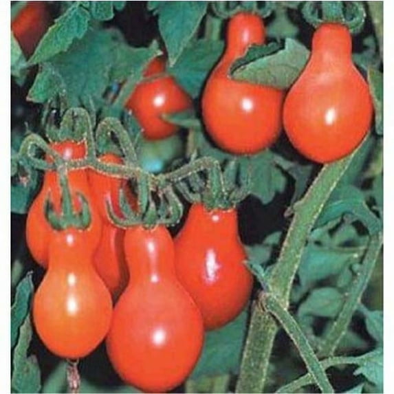 Tomato Red Pear Great Heirloom Garden Vegetable By Seed Kingdom 500 Seeds