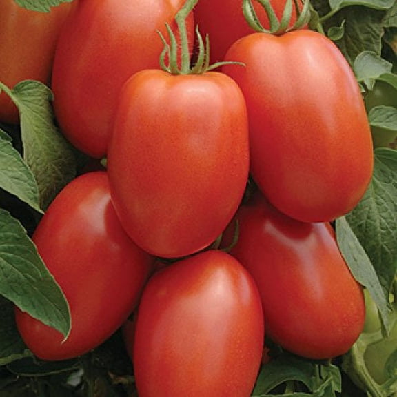 Tomato Roma Great Heirloom Garden Vegetable by Seed Kingdom Bulk 1 Lb Seeds