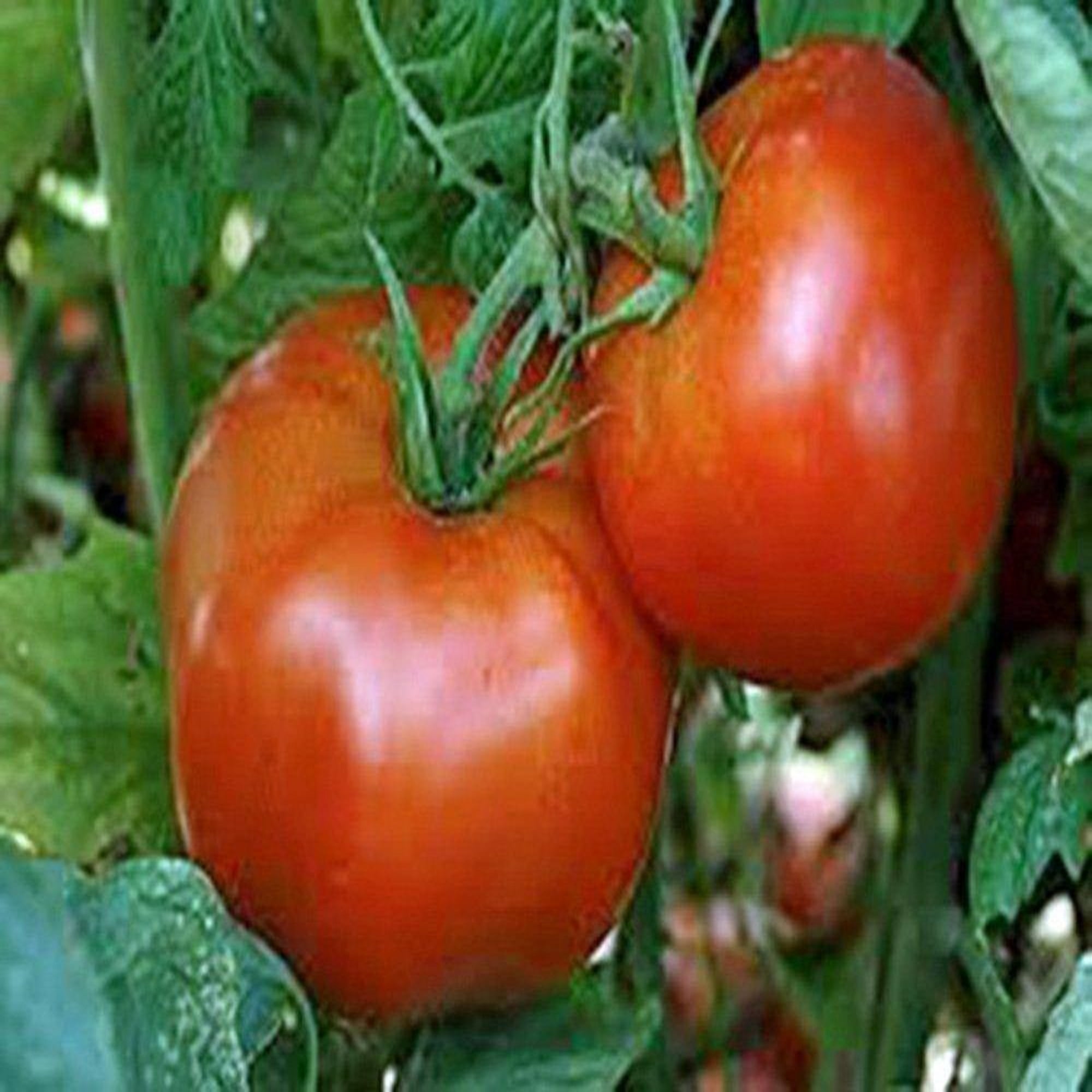 Tomato Seeds , Rutgers, Heirloom, 100 Seeds, Deliciously Sweet RED ...