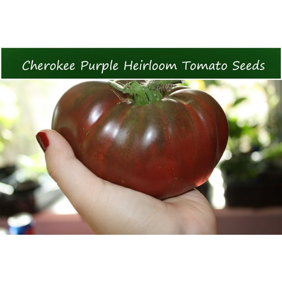 Tomato SEEDS - Purple Beefsteak Heirloom Tomato- 20 Seeds- -Beautiful Color- Flavorful Slicing and good for Salads