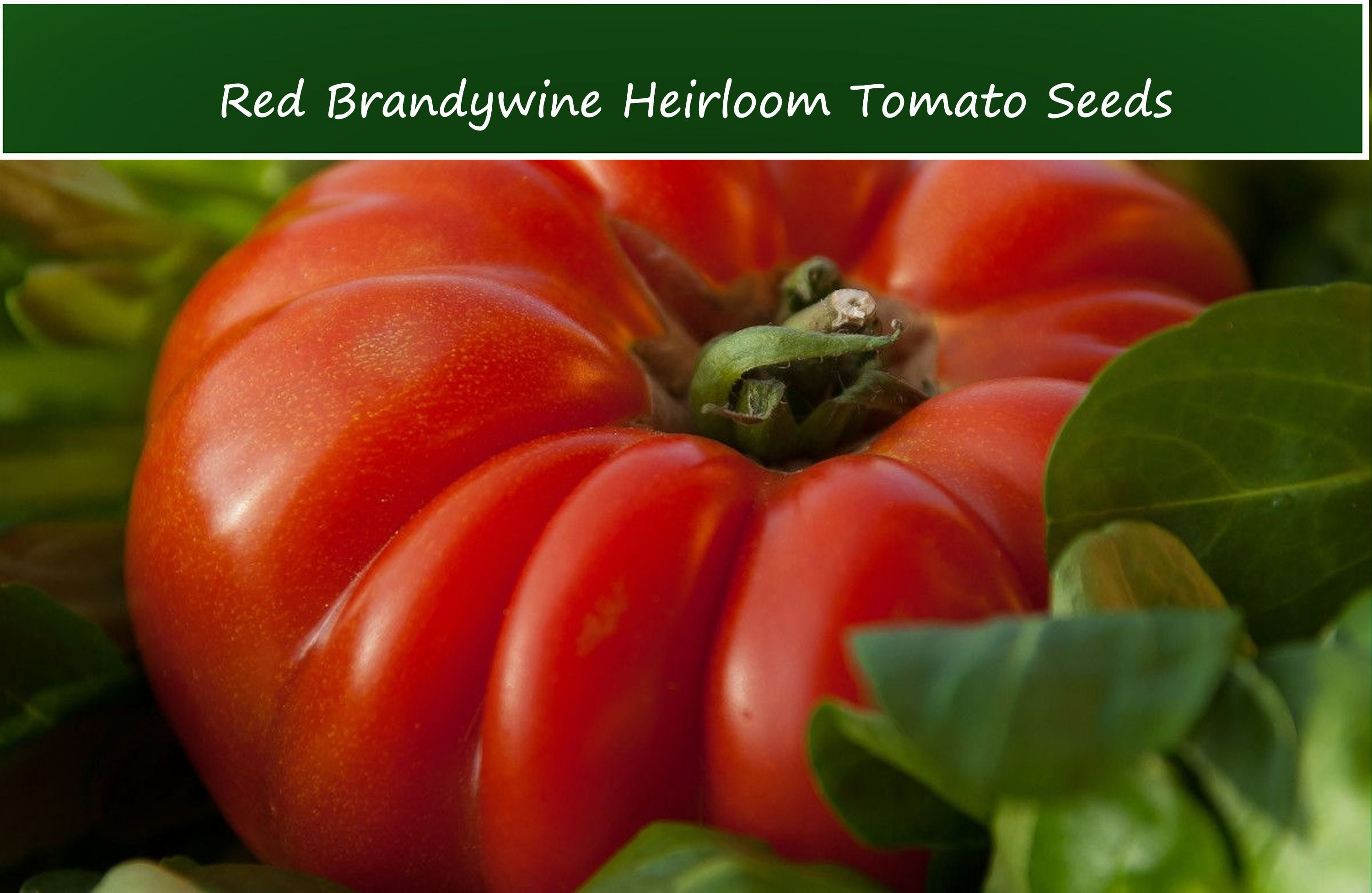Tomato SEEDS - Red Brandywine Tomato- 20 Vegetable Seeds -Well