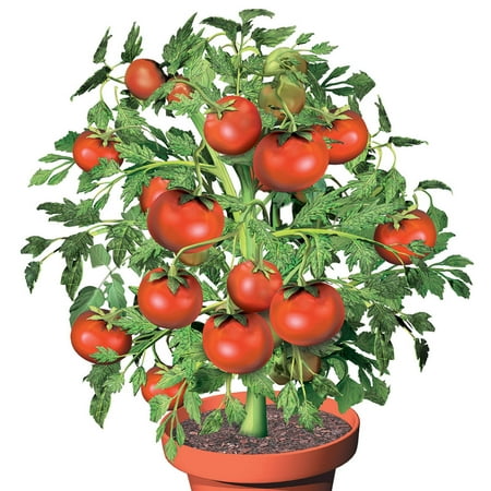 Tomato Seed Starter Kit - Set Includes Three 4” Planters, Soil and Seeds