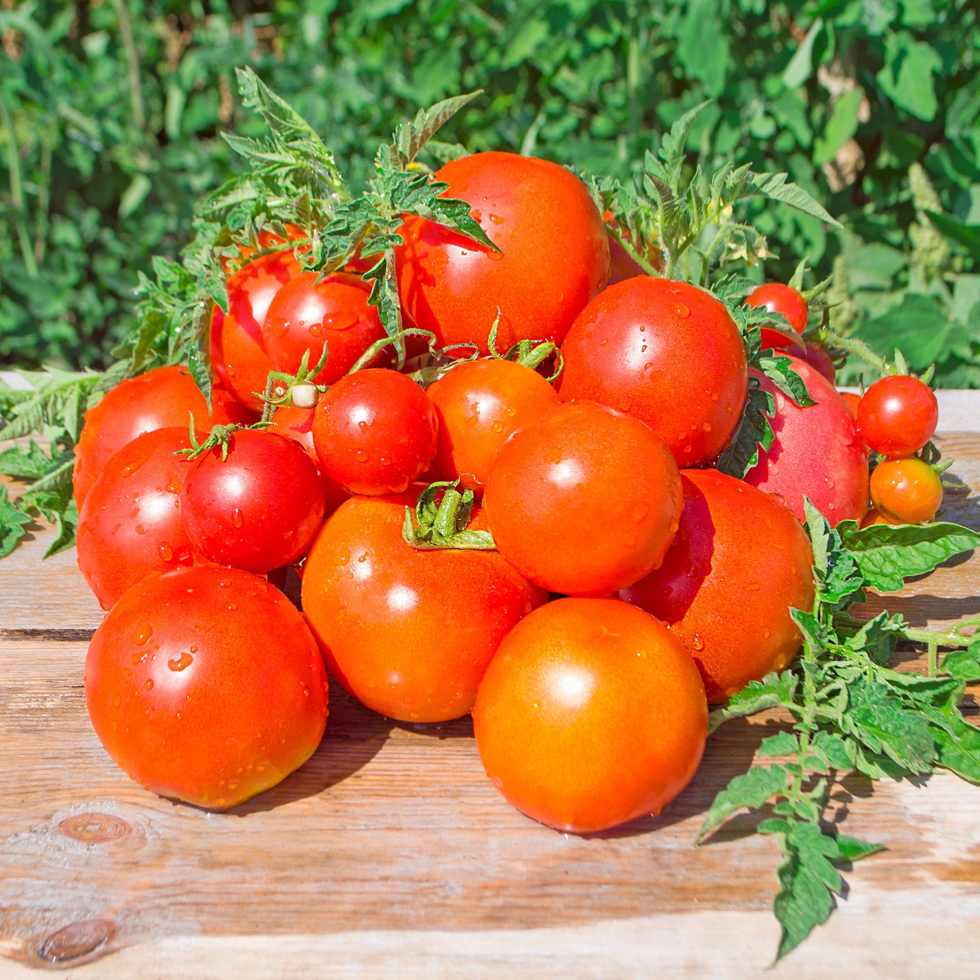 Tomato Seeds - Atkinson - 1 Oz ~7,500 Seeds - Solanum lycopersicum - Farm & Garden Vegetable Seeds - Non-GMO, Heirloom, Open Pollinated, Annual