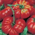 thumbnail image 1 of Tomato Seeds , Beefsteak, Heirloom, 100+ Seeds, Great Sliced Tomato, Delicious, 1 of 1