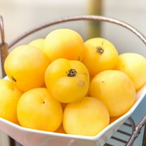 Tomato Seeds - Beefsteak White - 250 Mg Packet ~65 Seeds - Solanum lycopersicum - Farm & Garden Vegetable Seeds - Non-GMO, Heirloom, Open Pollinated, Annual