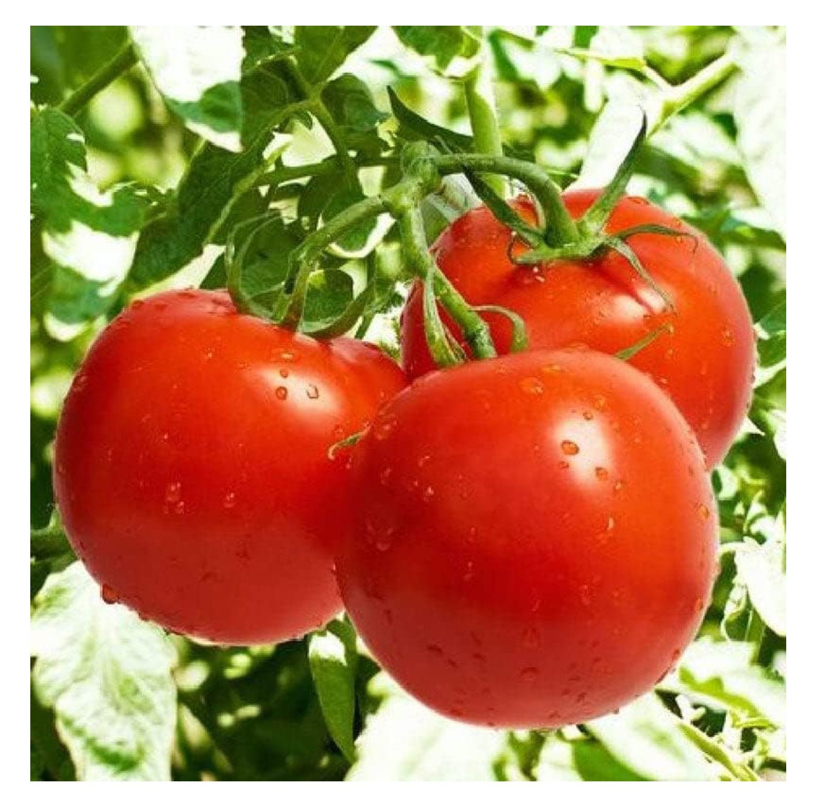 Tomato Seeds Bonny Best NonGMO Seeds for Planting, 1 oz Low