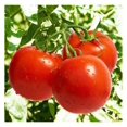 Tomato Seeds Bonny Best NonGMO Seeds for Planting, 1 oz Low