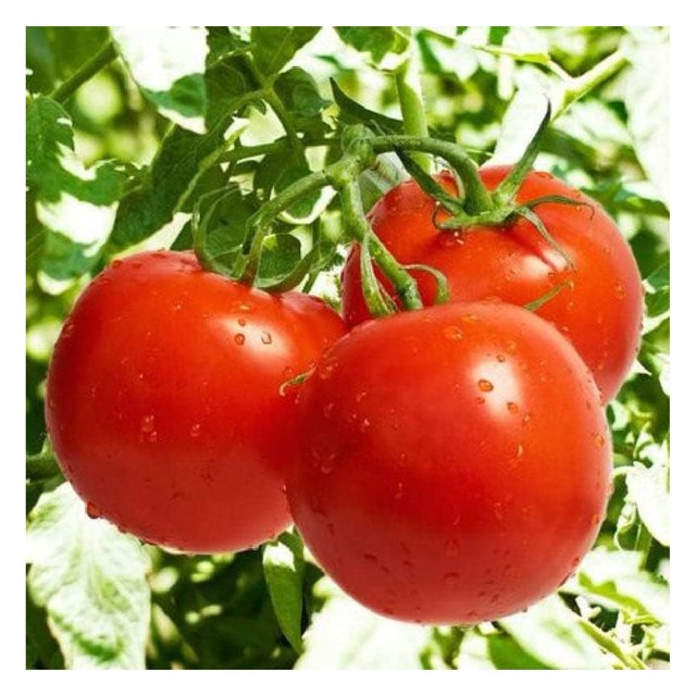 Tomato Seeds Bonny Best NonGMO Seeds for Planting, 1 oz Low