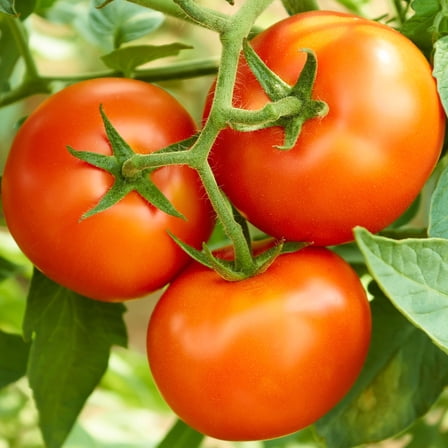 Mountain Valley Seed Company Creole Tomato Seeds 65 Count, Non-GMO Heirloom Vegetable Seeds