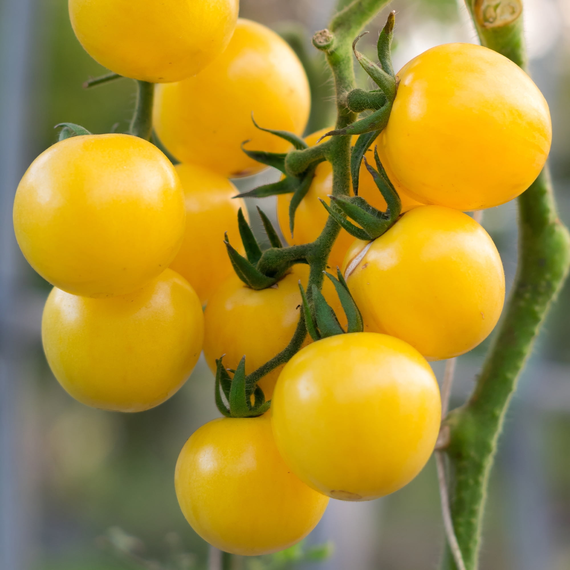 Tomato Seeds - Currant Yellow - 0.25 Oz ~1875 Seeds - Solanum lycopersicum - Non-GMO, Heirloom - Farm & Vegetable Garden