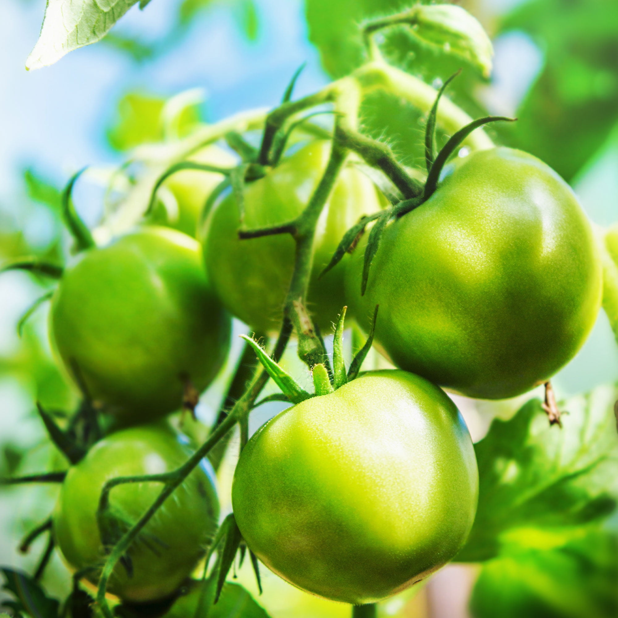 Tomato Seeds - Evergreen - 4 Oz ~27200 Seeds - Solanum lycopersicum - Non-GMO, Heirloom - Farm & Vegetable Garden