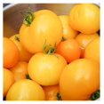 Tomato Seeds Golden Jubilee NonGMO Seeds for Planting, 1/4 lb Low