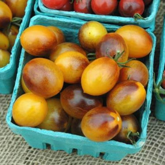 Tomato Seeds - Indigo Kumquat Unt Non-GMO Variety Tomato Seeds - Non-GMO - 50 Seeds