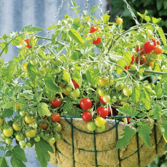 Tomato Seeds - Lizzano Untreated Non-GMO Variety Tomato Seeds - Non-GMO - 10 Seeds