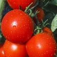 thumbnail image 1 of Tomato Seeds - New Yorker - 1 Oz ~7,500 Seeds - Solanum lycopersicum - Farm & Garden Vegetable Seeds - Non-GMO, Heirloom, Open Pollinated, Annual, 1 of 2