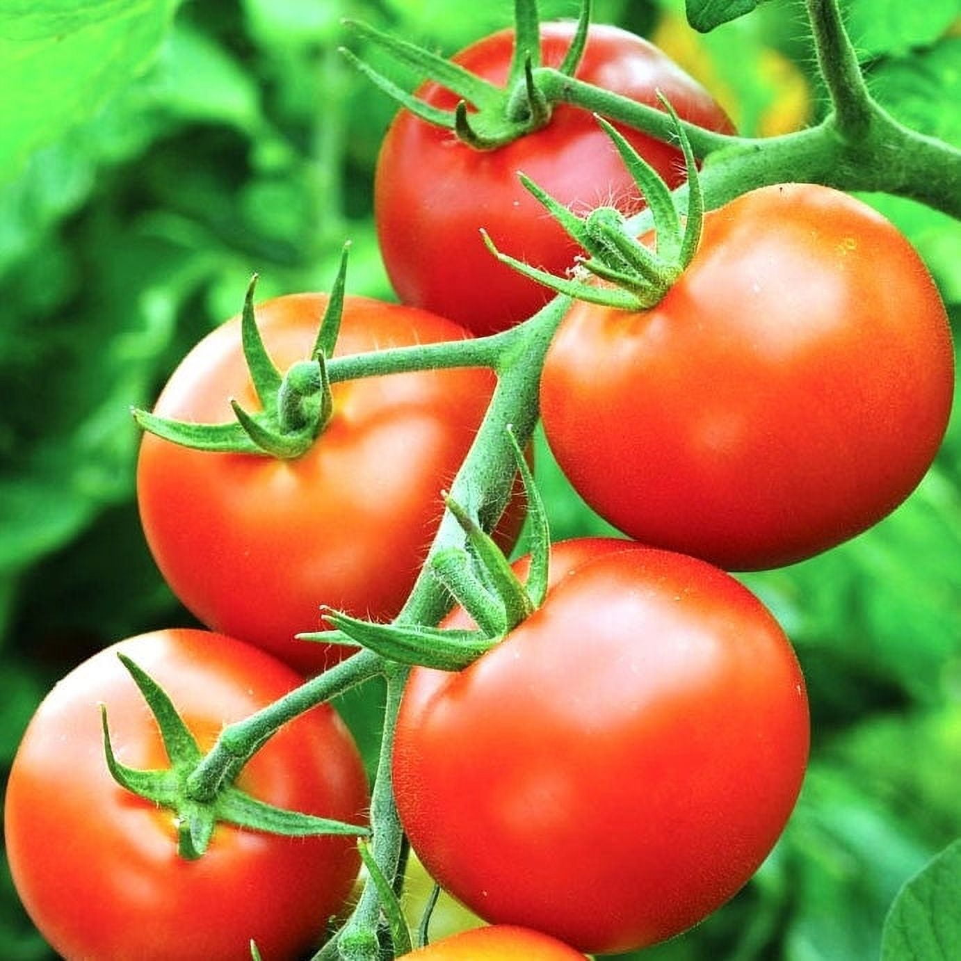 Red Brandywine Heirloom Tomato Seeds