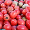thumbnail image 1 of Tomato Seeds - Pink Thai Egg - 1 Oz ~10,000 Seeds - Solanum lycopersicum - Farm & Garden Vegetable Seeds - Non-GMO, Heirloom, Open Pollinated, Annual, 1 of 2
