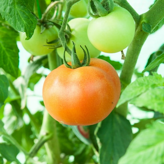 Tomato Seeds - Ponderosa Pink - 250 Mg Packet ~65 Seeds - Solanum lycopersicum - Farm & Garden Vegetable Seeds - Non-GMO, Heirloom, Open Pollinated, Annual