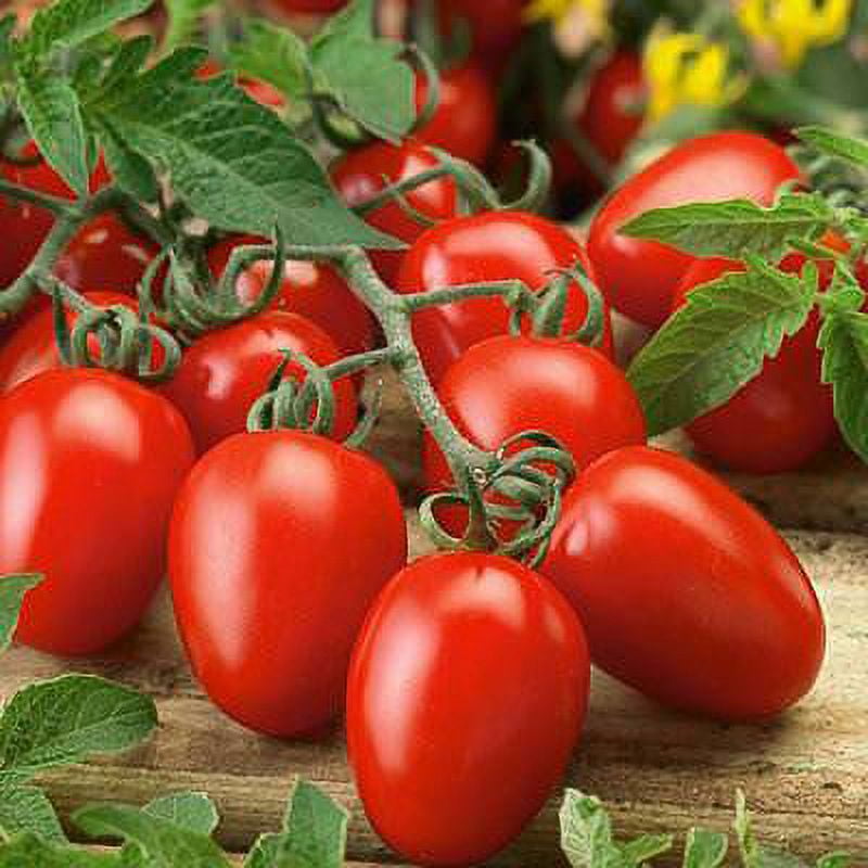 Tomato Seeds - Roma VF - 1 Ounce - Vegetable Seeds, Heirloom Seed Easy to  Grow & Maintain, Fast Growing, Culinary