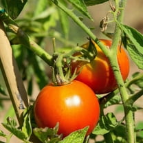 Tomato Seeds - Siberian - 300 Mg Packet ~70 Seeds - Solanum lycopersicum - Non-GMO, Heirloom - Farm & Vegetable Garden