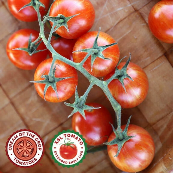 Tomato Seeds - Sparky Xsl Untreated Non-GMO Variety Tomato Seeds - Non-GMO - 50 Seeds