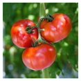 Tomato Seeds Stupice NonGMO Seeds for Planting, 1 oz Low