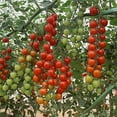 thumbnail image 1 of Tomato Seeds - Suncherry Extra Sweet - Hybrid - 10 Seeds ~10 Seeds - Non-GMO, F1 Hybrid - Vegetable Garden, 1 of 7