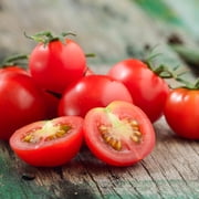 Tomato Seeds - Tiny Tim - 250 Mg Packet 65 Seeds - Solanum lycopersicum - Farm & Garden Vegetable Seeds - Non-GMO, Heirloom, Open Pollinated, Annual