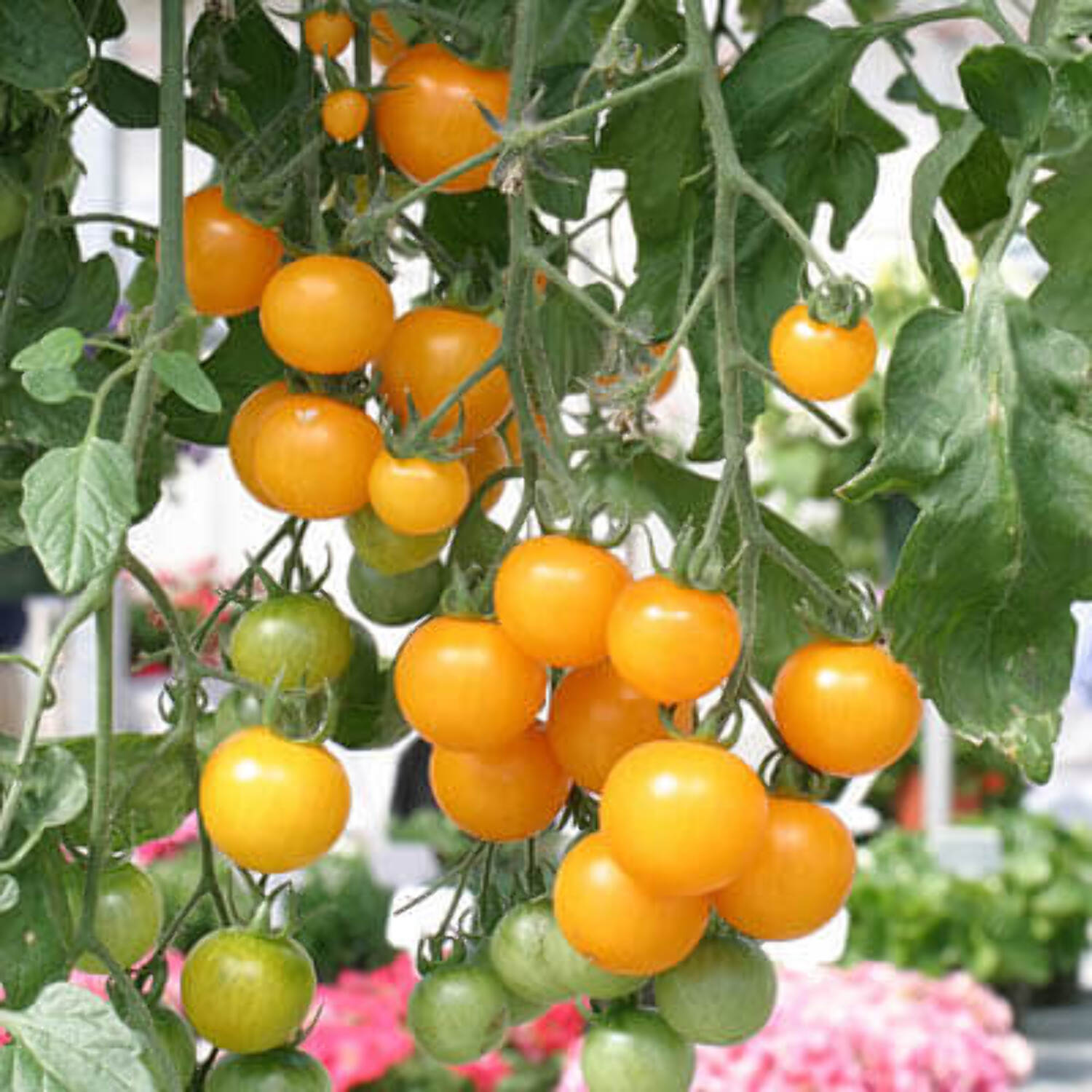 Tomato Seeds - Tumbling Tom Yellow F1 Variety Seed - Non-GMO
