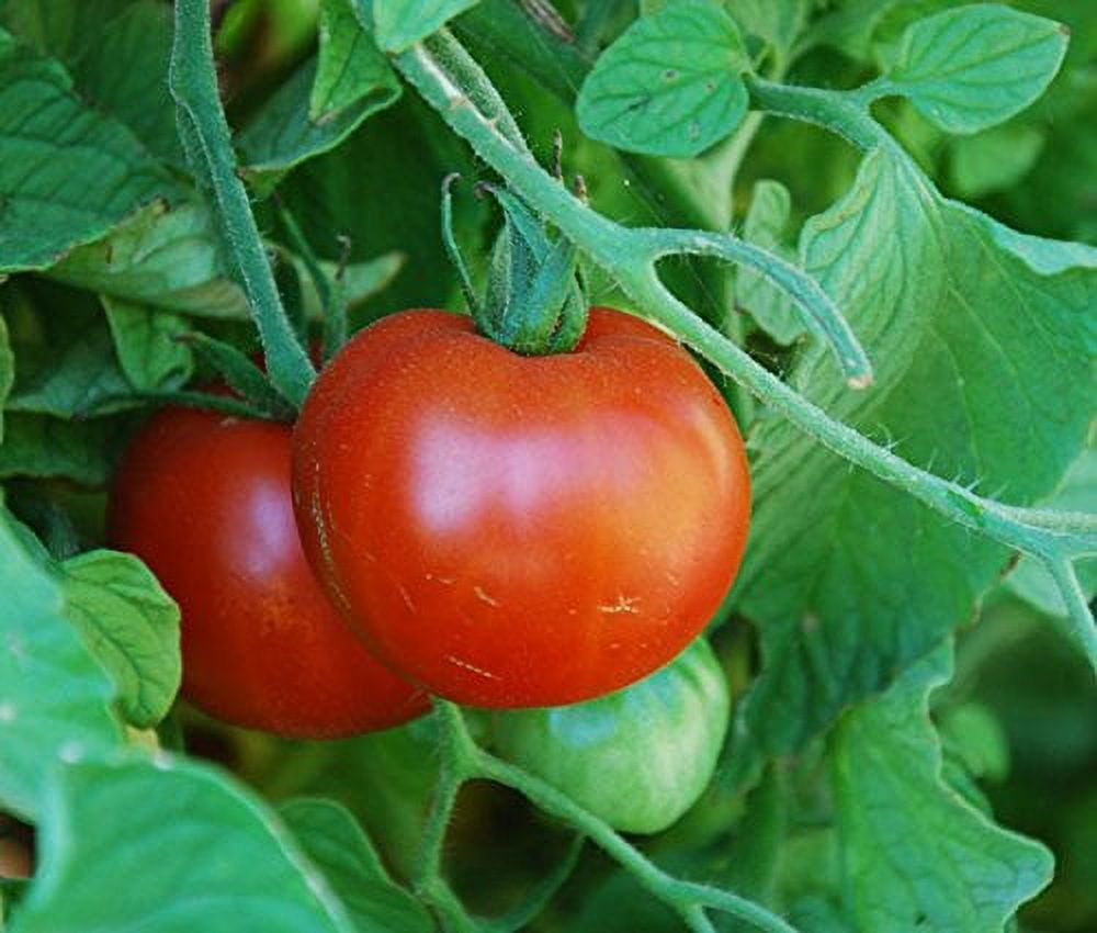 Tomato Sub Arctic Plenty Great Heirloom Garden Vegetable by Seed Kingdom 1/4 Lb Seeds