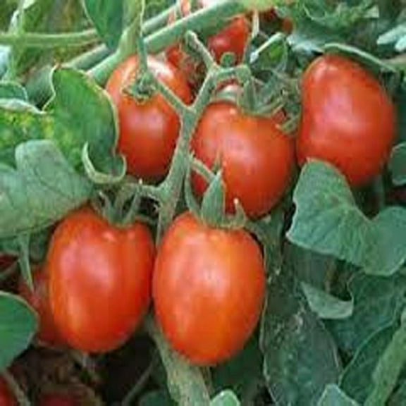 Tomato, Sweet Large Cherry Tomato Seeds, Heirloom, 200 Seeds, Tasty, Great for Salads