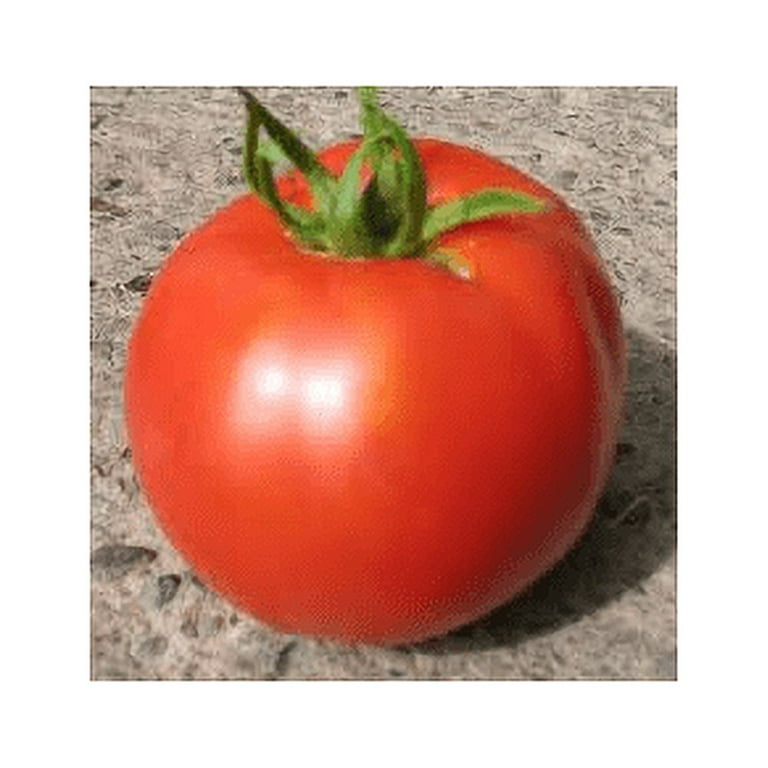 Tomato Beefsteak Garden Heirloom Vegetable 200 Seeds Tomato Beefsteak Garden Heirloom Vegetable 200 Seeds