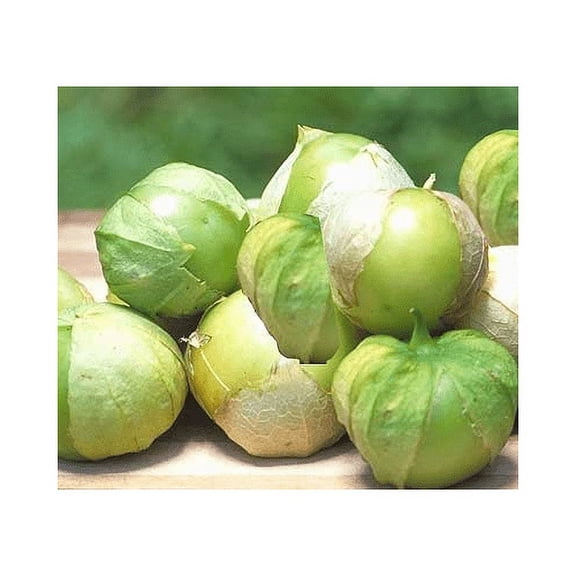 Tomato Tomatillo Toma Verde Heirloom Garden Vegetable by Seed Kingdom Bulk 1 OZ Seeds