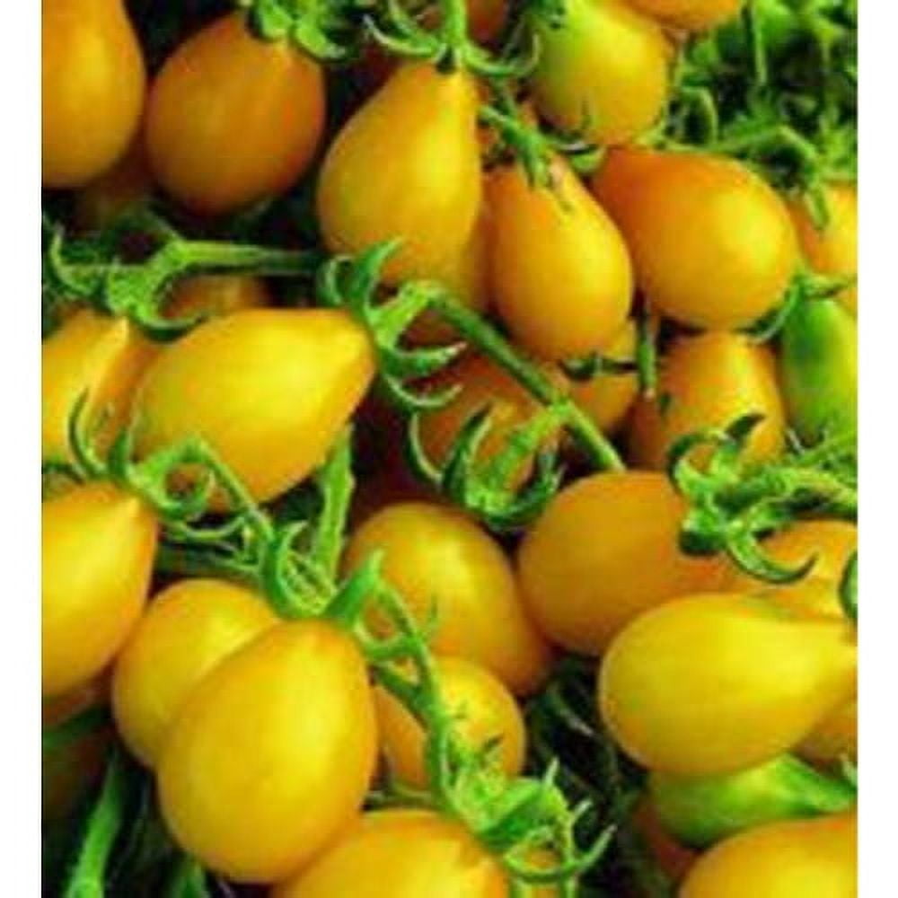 Tomato Yellow Pear Great Heirloom Garden Vegetable by Seed Kingdom Bulk 1/4 Lb Seeds