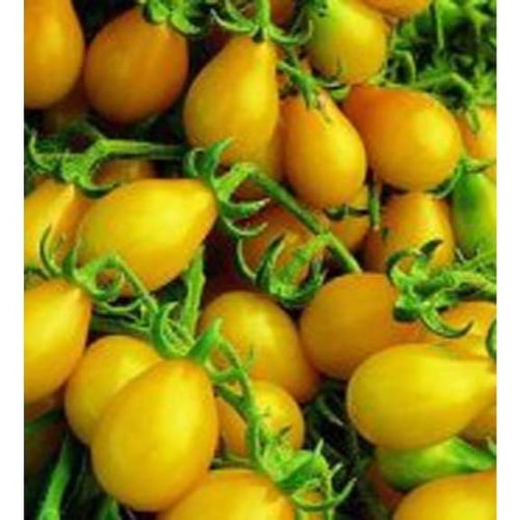 Tomato Yellow Pear Great Heirloom Garden Vegetable by Seed Kingdom Bulk 1/4 Lb Seeds