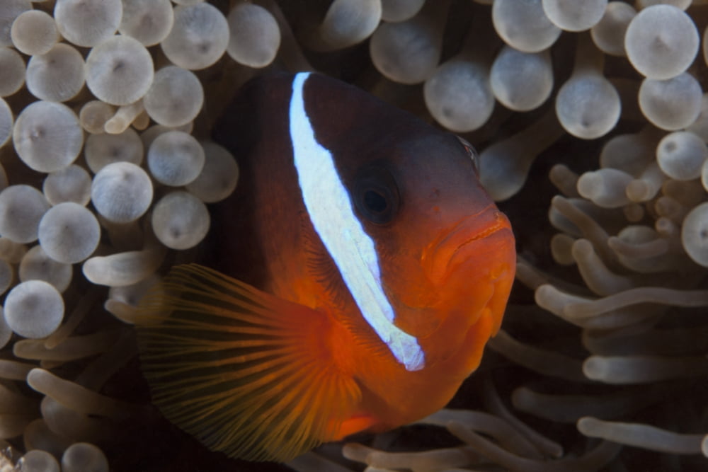 Tomato clownfish in its host anenome Fiji Canvas Art - Terry MooreStocktrek Images (18 x 12)