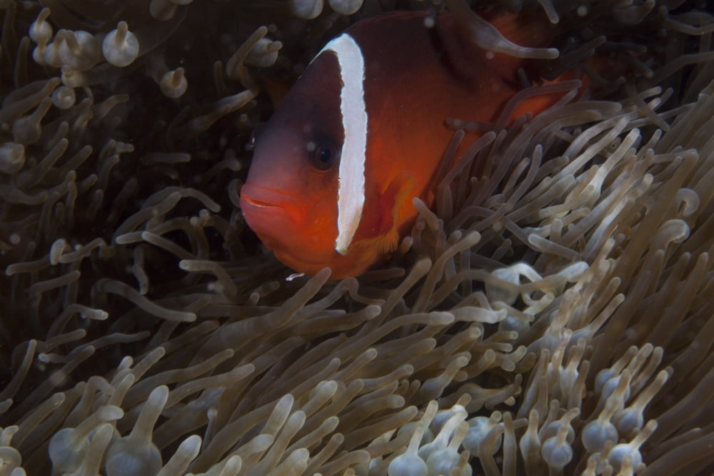 Tomato clownfish in its host anenome Fiji Canvas Art - Terry MooreStocktrek Images (35 x 23)