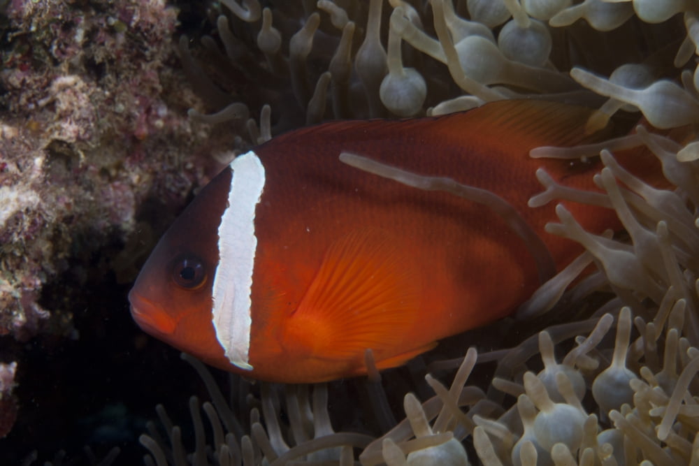 Tomato clownfish in its host anenome Fiji Canvas Art - Terry MooreStocktrek Images (35 x 23)