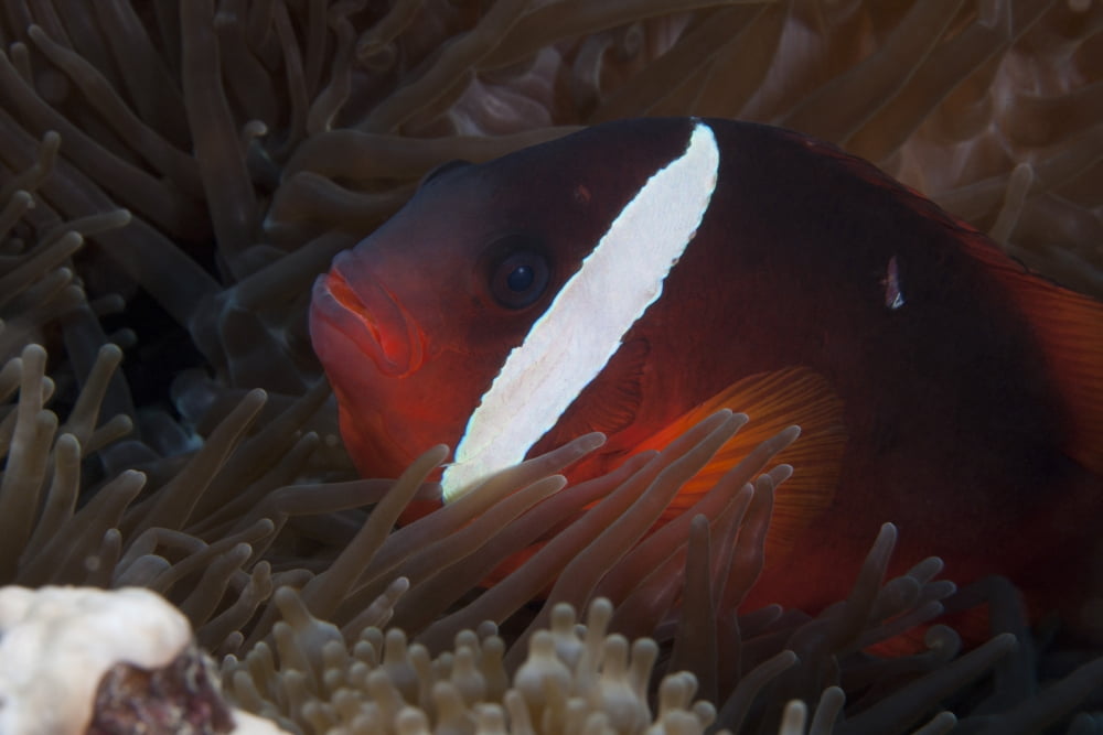Tomato clownfish in its host anenome Fiji Canvas Art - Terry MooreStocktrek Images (35 x 23)